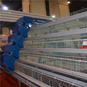 A-type battery cage for layers have the automatic feeding machine.