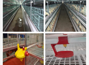 H Type 3-tier cage with poultry drinking system is necessary for chickens.