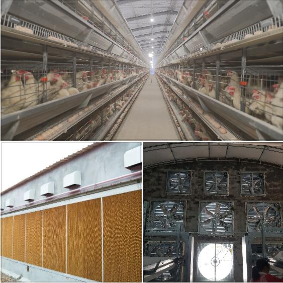 Environmental Control System Livi Poultry Farming Equipment