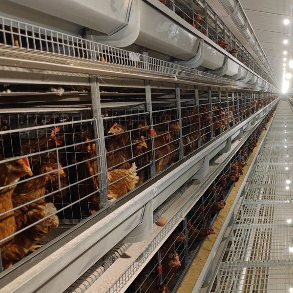 Poultry Battery Cage System Hot Chicken Farming Cages on Sale
