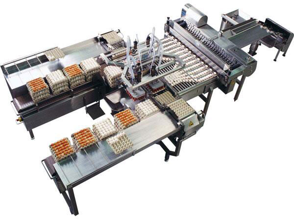 egg grading and packing machine are helpful for poultry farmers.