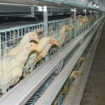 layer chicken cages are very popular in our clients for their high automation feature.