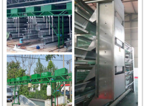 Poultry feeding system make the poultry farming convenient.