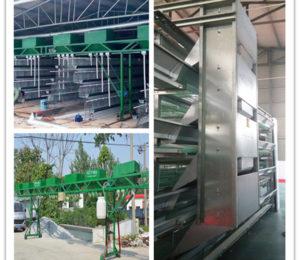 Poultry feeding system make the poultry farming convenient.