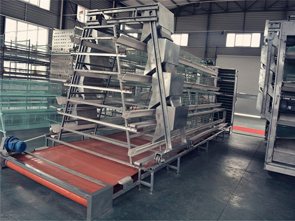 The poultry manure removal system can equipped with A-type chicken cage and H-type chicken cage system.