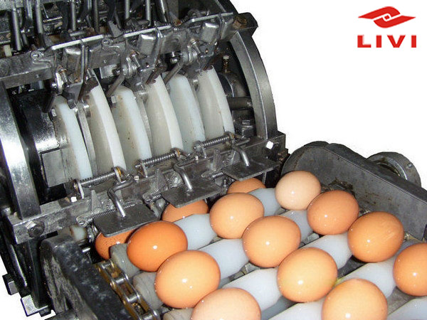 Egg washing machine can give you clean eggs wiyh our care.