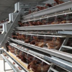 Batter layer cage system can have many tiers to meet your farm needs.