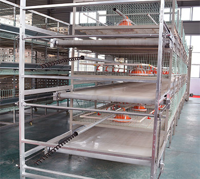 Broiler cages in Livi Mchinery are equipped with the poultry manure removal system.