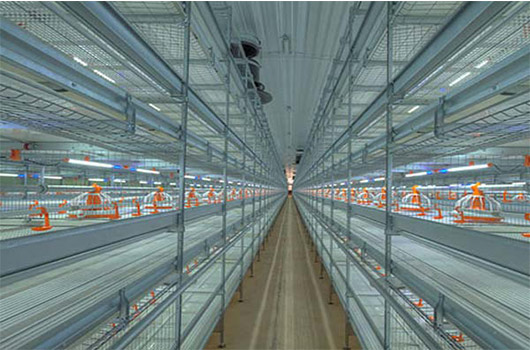 Broilers are farmed in cage system of Livi Machinery.