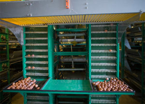 The egg collector of chicken farm automation equipment is an important machine to save much of time and bring up lots of convenience.