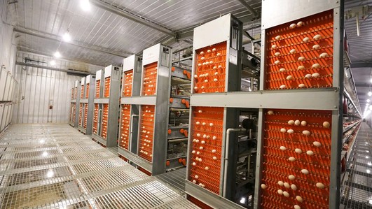 The egg collector of chicken farm automation equipment is an important machine to save much of time and bring up lots of convenience.