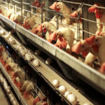 Enriched egg laying chicken cages for sale will beyond your expectation for its features supplied by poultry farm manufacturer.