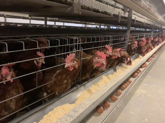 Poultry cages for sale of layer battery cage system adopt the electrostatic spraying process in Livi Machinery.