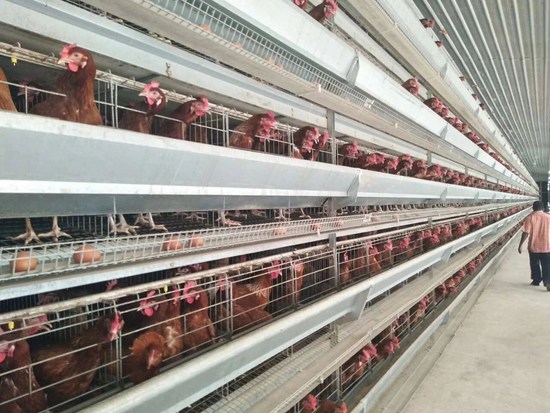 Poultry equipment for laying hens are becoming more and more important trendency for the future farm.