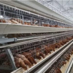 The economic benefits for ladder type chicken cage will be created mostly.
