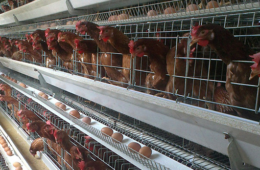 Equipment and facilities in laying hens production.