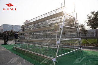 A-type layer chicken cages