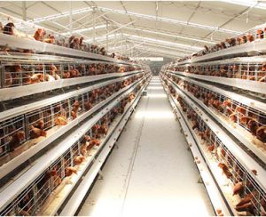 battery chicken cage