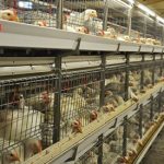 battery chicken cage for broiler price list