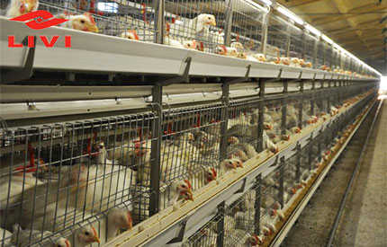 battery chicken cage for broiler price list