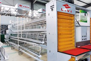 automatic egg collection equipment