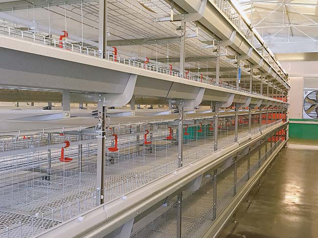 h-type chick cage