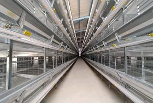 layer battery cages for sale