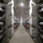 automatic poultry layer cage system