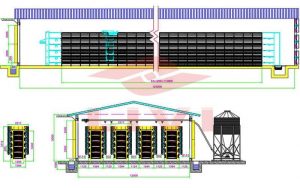 H-type layer Cage Farm Specification