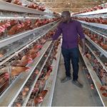 broiler cages project