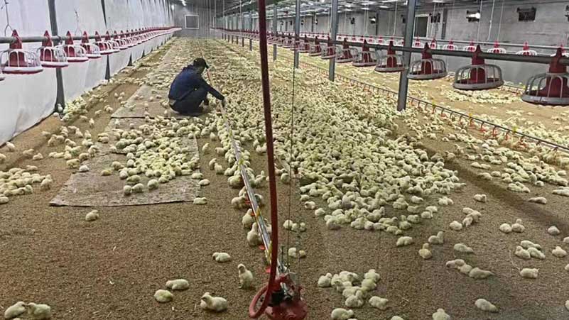 automatic pan feeding system for poultry farm house