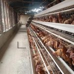aautomatic poultry farm cage