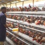 layer chicken cage price for 20000 birds