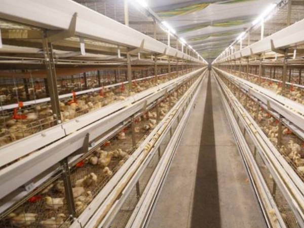 layer chicken cages