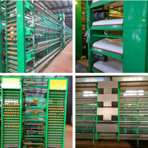 Layer battery cage in Livi Machinery are very automated.