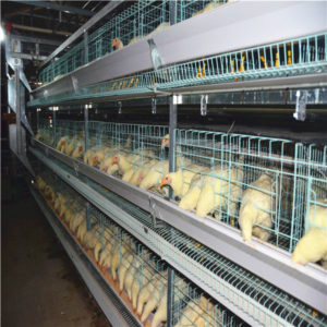 H-type battery cage for layers have the automatic feeding machine.