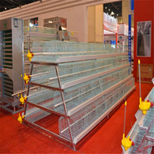baby chicks battery cage can increase the rate of survival