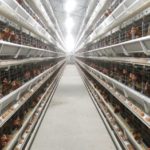 battery chicken cage include layer battery cages and broiler battery chicken cages.