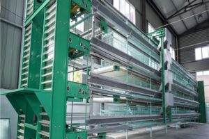 layer chickens cages system consists of layer chicken feeding system and layer drinking system.
