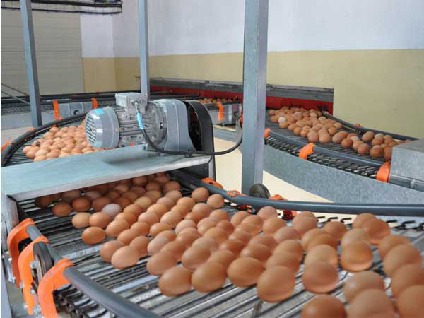 Good egg collecting machine helps layng cages have best efficiency.