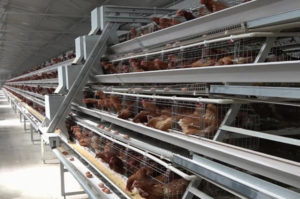 Batter layer cage system can have many tiers to meet your farm needs.