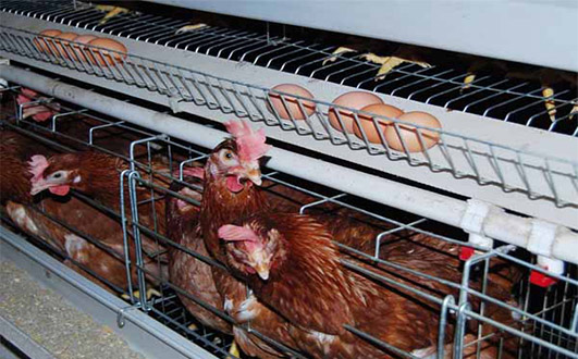 Our laying hens cages can give you best  commercial egg laying equipment.