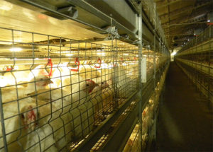 Broilers are raised in poultry farming cages are much healthier than the floor rearing broilers.