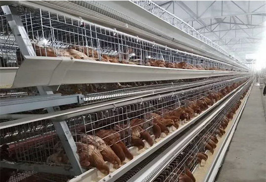 The economic benefits for ladder type chicken cage will be created mostly.