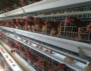 Poultry farming of battery cage equipment for layer cages would be modern and advanced with multiple tiers and types.