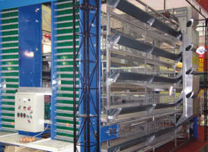 Poultry chicken layer cage for sale in south africa - Livi Poultry ...