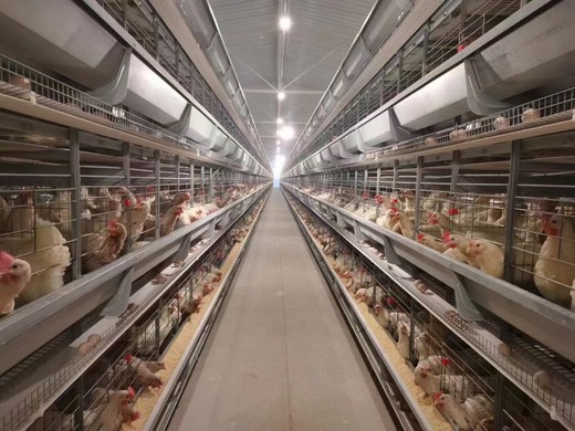 Chicken farming equipment of poultry farming for layers in Livi Machinery would be suitable for large scale poultry farms.