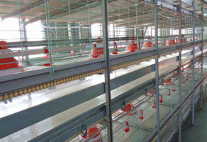 Automatic poultry farming equipment of broilers productions will meet the commercial broiler productions for poultry farmers.
