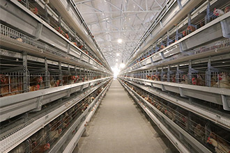 H-type-battery-layer-chicken-cage