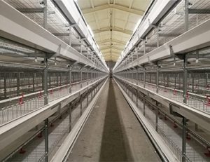automatic broiler chicken cage